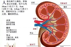 【医诺全球】肾癌靶向药物大全