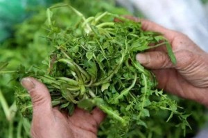 野菜价格贵和应季蔬菜比较营养价值更高不注意焯水反而很风险